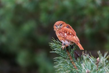 Avrasya pigme baykuşu (Glaucidium passerinum) Avrupa 'nın en küçük baykuşudur.