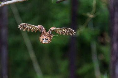Tawny baykuşu (Strix aluco) ormandan uçuyor.