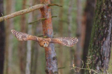Tawny baykuşu (Strix aluco) ormanda uçar