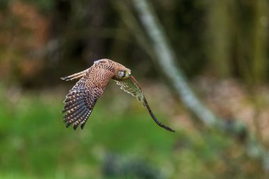 Erkek kerkenez (Falco tinnunculus) ormana doğru uçar.