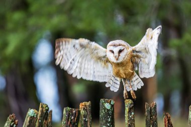 Çitin üzerinde oturan dişi ahır baykuşu (Tyto alba)