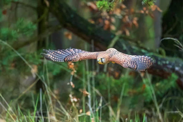 Den Manliga Kestrel Falco Tinnunculus Flykt Genom Skogen — Stockfoto