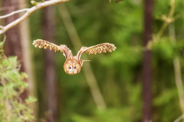 森林を背景にしたタウニーフクロウ Strix Aluco — ストック写真