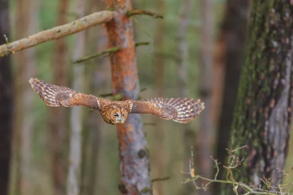Tawny Owl Strix Aluco 在森林中飞行 — 图库照片