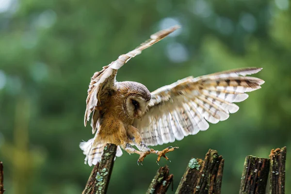 Θηλυκή Κουκουβάγια Αχυρώνα Tyto Alba Προσγειώνεται Στο Φράχτη — Φωτογραφία Αρχείου