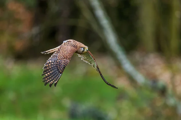 Den Manliga Kestrel Falco Tinnunculus Flyger Skogen — Stockfoto