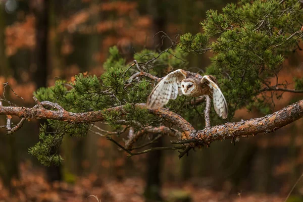 森の中を飛ぶ雌の納屋フクロウ タイトー アルバ — ストック写真