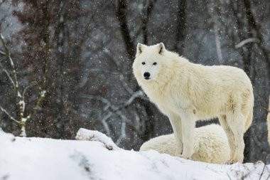 Erkek kutup kurdu (Canis lupus arktos) vahşi doğada kar yağışı sırasında toplanır