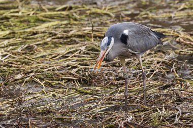 Güzel gri balıkçıl (Ardea cinerea) av arıyor