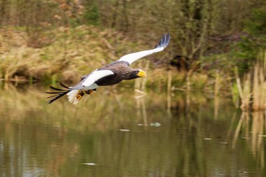 Yaşlı Steller 'in deniz kartalı (Haliaeetus pelagicus), Pasifik deniz kartalı veya beyaz omuzlu kartal olarak da bilinir..
