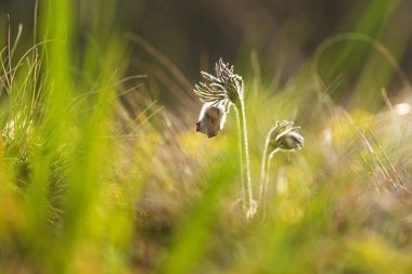 Pulsatilla pratensis (Anemone pratensis) batan güneşin küçük pask çiçeği