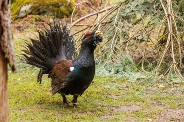 Batı capercaillie (Tetrao urogallus), ayrıca Avrasya kaparisi, orman tavuğu, fundalık horoz, orman horozu olarak da bilinir.,