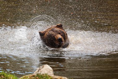 Kahverengi ayı (Ursus arctos) ıslak kafa damlalarını sallayarak etrafta uçar.