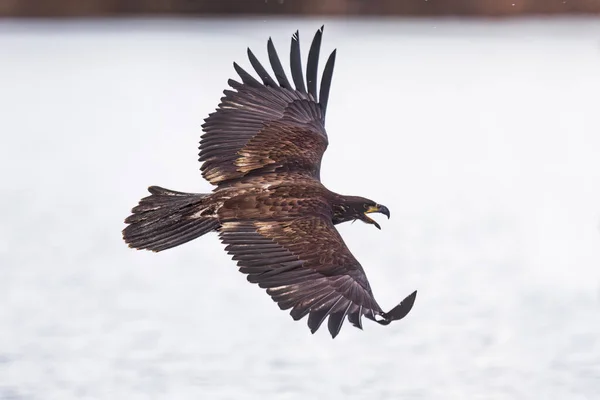 Águila Calva Haliaeetus Leucocephalus Volando Sobre Agua — Foto de Stock