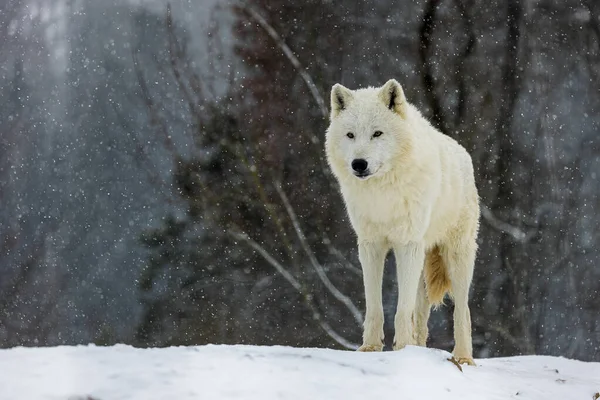 北极雄性狼 Canis Lupus Arctos 在森林中孤独 — 图库照片