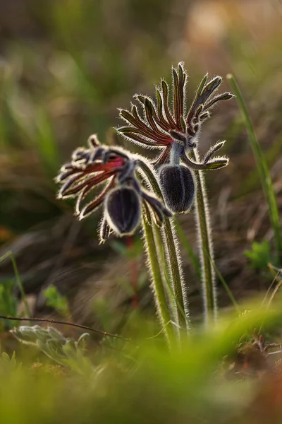 Pulsatilla Pratensis Anemone Pratensis Batan Güneşin Küçük Pask Çiçeği — Stok fotoğraf