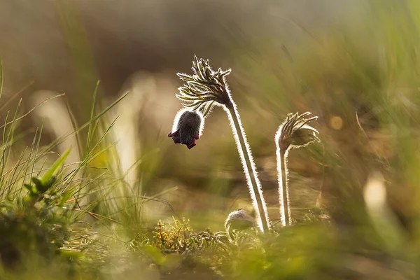 パルサッラ プラテンシス Anemone Pratensis 夕日の小さなパックの花 — ストック写真