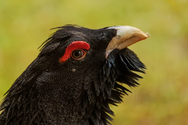 Western Capercaillie Tetrao Urogallus Also Known Eurasian Capercaillie Wood Grouse — Stock Photo, Image