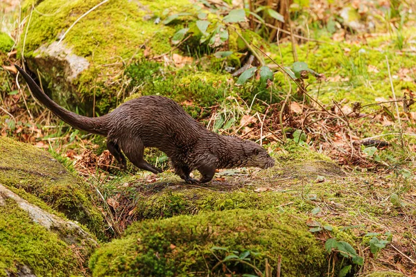 stock image cute Eurasian otters (Lutra lutra) jumped out of the water