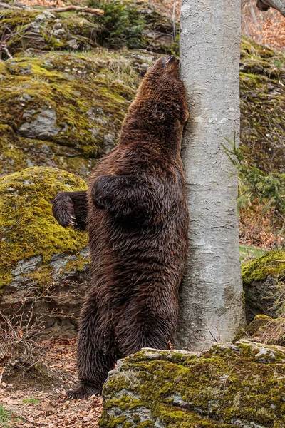 Καφέ Αρκούδα Ursus Arctos Τρίβει Την Πλάτη Του Ένα Δέντρο — Φωτογραφία Αρχείου