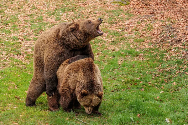 Brown Bear Ursus Arctos Couple Nature — Stock Photo, Image