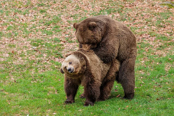 Brown Bear Ursus Arctos Male Female — Stock Photo, Image