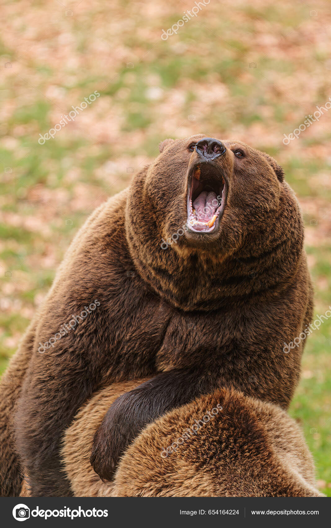 Comment réagir face à un ours noir ou brun au Canada ?, image size:1067x1700