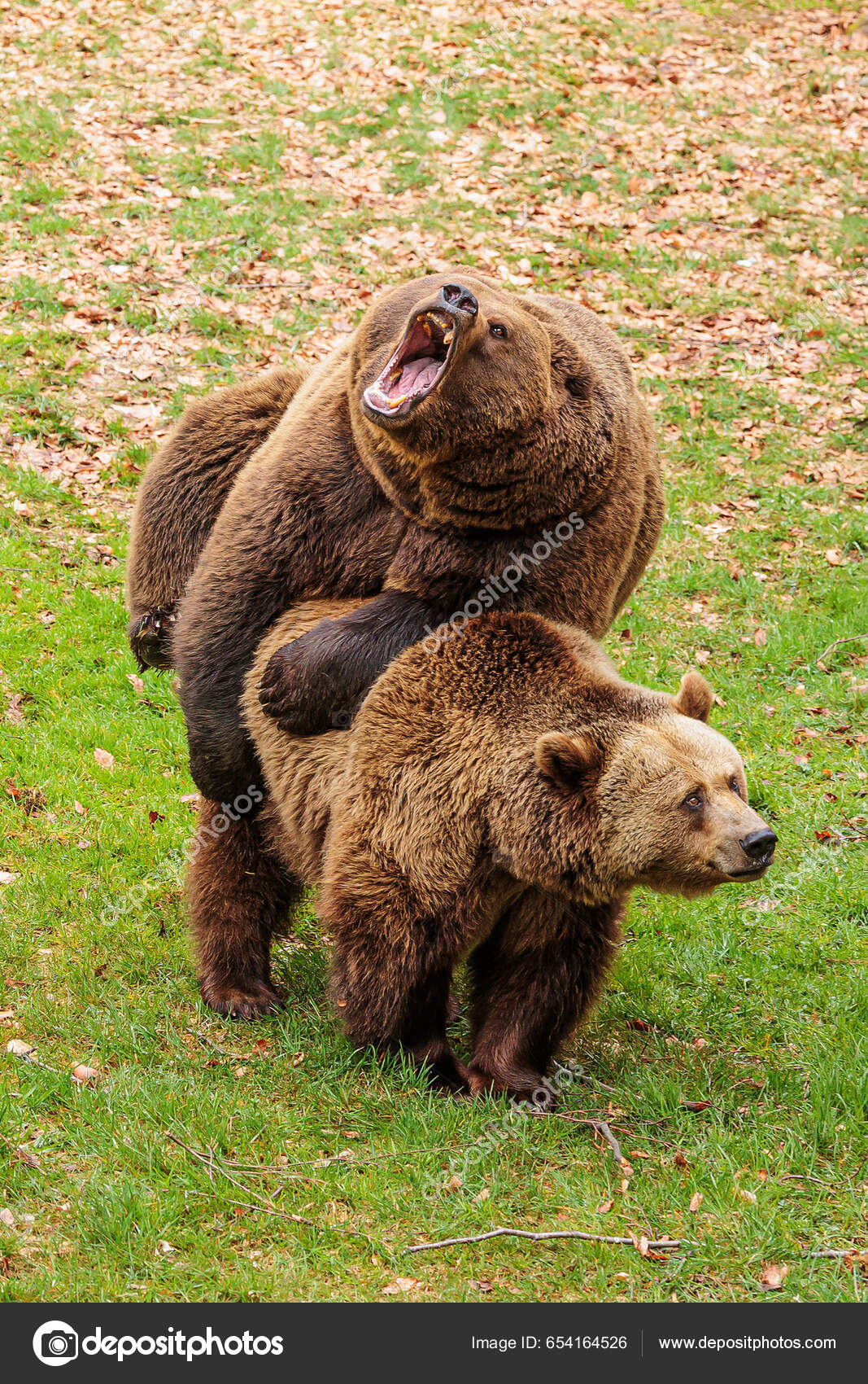 オスのヒグマ Ursus Arctos とメス — ストック写真 © 6bears