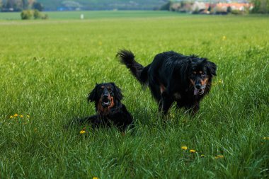 siyah ve altın Hovie iki tanesi çimlerde