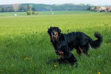 Siyah ve altın rengi Hovie 2 yeşil çimlerde poz veriyor