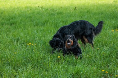Siyah ve altın Hovie yeşil alanda