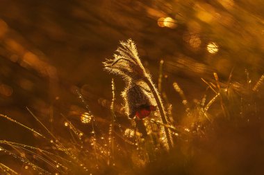 Pulsatilla pratensis (Anemone pratensis) batan güneşin küçük pask çiçeği