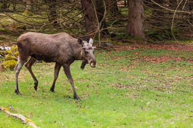 Geyik (Kuzey Amerika 'da) veya geyik (Avrasya' da) (Alces alces)
