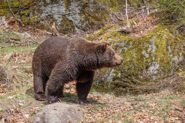 kahverengi ayı (Ursus arktos) rüzgara karşı koklar