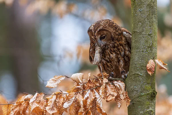 Tawny Owl Strix Aluco Tree Mouse — Stock Photo, Image