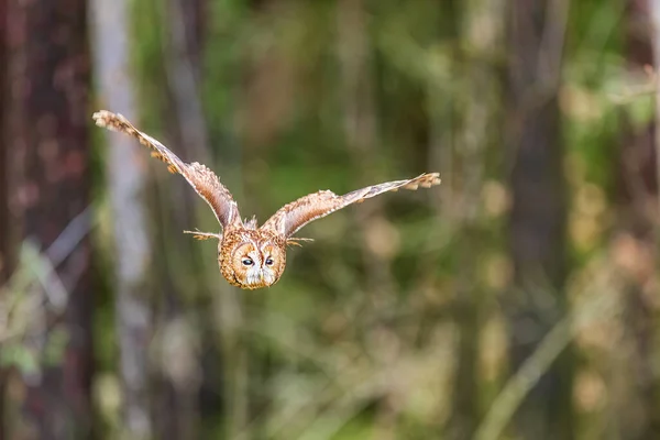 Coruja Tawny Strix Aluco Voando Para Fora Floresta — Fotografia de Stock