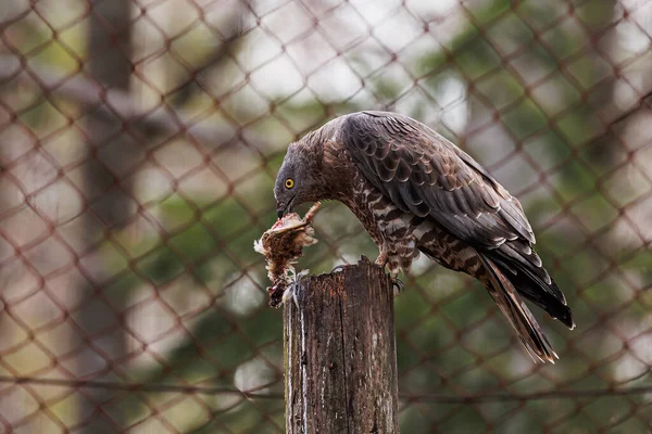 Fêmea Buzzard Comum Buteo Buteo Pegou Pequeno Pássaro — Fotografia de Stock