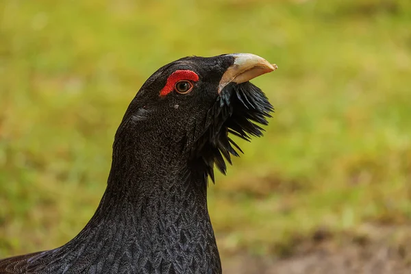Western Capercaillie Tetrao Urogallus Also Known Eurasian Capercaillie Wood Grouse — Stock Photo, Image