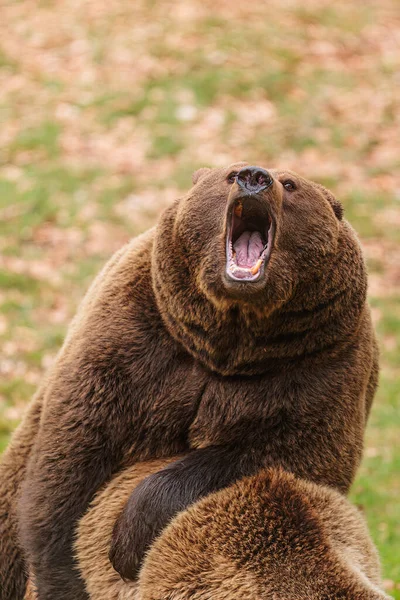 Бурый Медведь Ursus Arctos Рычит Открытым Ртом — стоковое фото