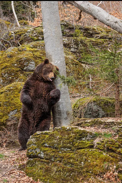 Brown Bear Ursus Arctos Rubs His Back Tree — Stock Photo, Image