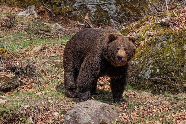 Niedźwiedź Brunatny Ursus Arctos Wygląda Zaskoczonego — Zdjęcie stockowe