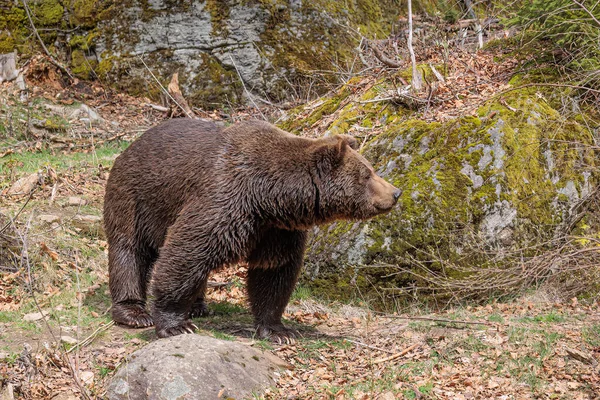 Бурый Медведь Ursus Arctos Нюхает Против Ветра — стоковое фото