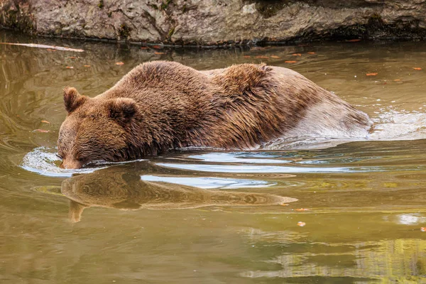 Brown Bear Ursus Arctos Dives Head Underwater — Stock Photo, Image