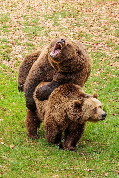Male Brown Bear Ursus Arctos Female — Stock Photo, Image
