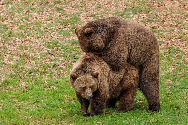 Brown Bear Ursus Arctos Two Love Each Other — Stock Photo, Image