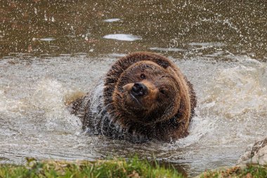 kahverengi ayı (Ursus arctos) kafandaki suyu dışarı atar.