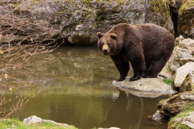 Kahverengi ayı (Ursus arctos) banyo yapmaya geldi.