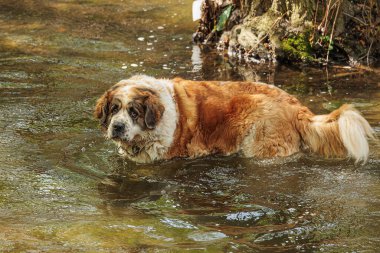 Dişi Moskova Bekçi Köpeği sudan geçiyor