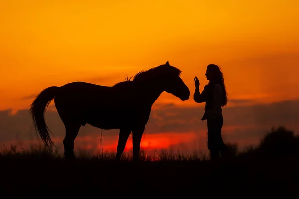 Mulher Bonita Sorrindo Em Frente Ao Cavalo No Pôr Do Sol Imagem de