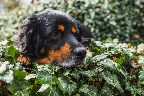 オス黒とゴールドホビット犬の葉の中の頭の詳細 — ストック写真